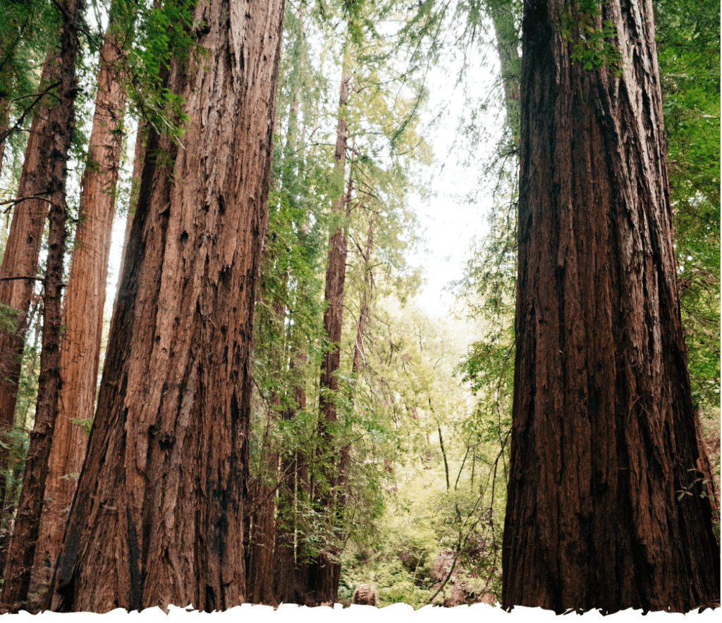 Tree Profile Image - Compressed